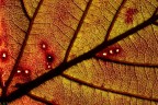 lymph 0081 lymph 0081