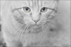 o...o...o..occhi di gatto o...o...o..occhi di gatto