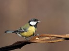 Cinciallegra Cinciallegra