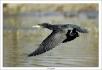 Cormorano in volo Cormorano in volo
