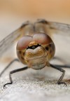 Libellula