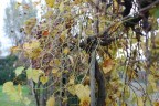 Vigna in autunno