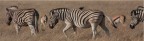 Savana stripe Savana stripe