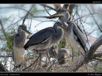 Camargue # 24 Camargue # 24