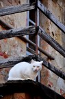 Un gattone in un contesto di paese