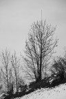 l'albero l'albero