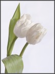 Tulipani