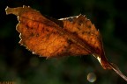 lymph 4064
