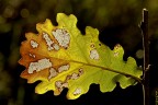 lymph 4096