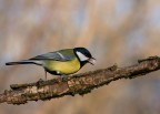 una cinciallegra affamata una cinciallegra affamata