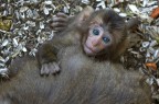 il piccolo macaco il piccolo macaco