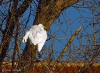 airone bianco maggiore