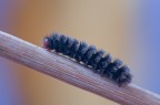 Bruco di Melitaea cinxia Bruco di Melitaea cinxia