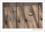 Dove gli alberi piangono... Dove gli alberi piangono...