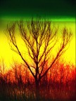 tree-coloured tree-coloured
