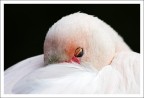 Piume Piume