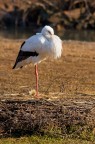 In equilibrio In equilibrio