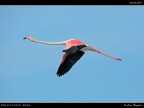 Camargue # 27 Camargue # 27