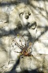 fontana fontana