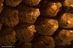 Dolichovespula media Dolichovespula media