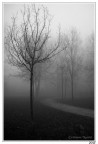 Nebbia Nebbia