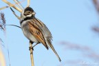 Migliarino di palude(Emberiza schoeniclus)