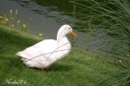 Anatra Anatra