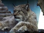 Lince Lince