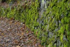Autunno... Autunno...