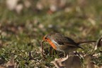 Oggi vermicelli Oggi vermicelli