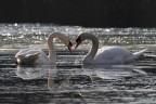 Cuore tra i ghiaggi