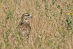 In attesa della preda.   Poiana (buteo buteo)
