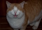 My smiling cat My smiling cat