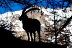 Parco Nazionale Gran Paradiso Parco Nazionale Gran Paradiso