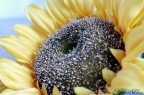 Sunflower No. 2 Sunflower No. 2