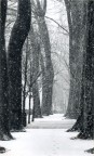 viale viale