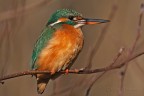 Martin pescatore ambientata