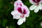 un Fiore un Fiore