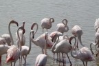 Fenicotteri rosa 2 Fenicotteri rosa 2