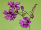 Empusa ed afidi sulla malva Empusa ed afidi sulla malva
