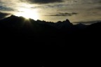 alba alba