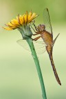 Orthetrum coerulescens Orthetrum coerulescens