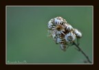 Prima macro Prima macro