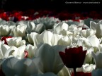 Messer Tulipano Messer Tulipano