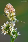 Anthocharis cardamines (Linnaeus 1758) Aurora Anthocharis cardamines (Linnaeus 1758) Aurora