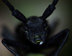 Brutto e nero, ma ritrovato Brutto e nero, ma ritrovato