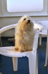 Joey Joey