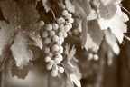 La vendemmia è vicina La vendemmia è vicina