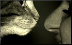 Kitty Kitty