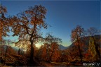 Gli Alberi Parlanti Gli Alberi Parlanti